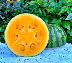 watermelon leelanau sweetglo5